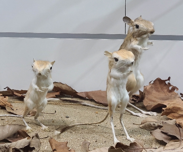 캥거루쥐(Dipodomys) 대표이미지
