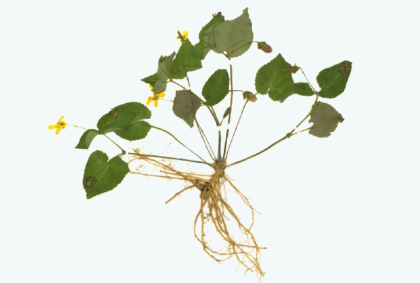 노랑제비꽃(Viola orientalis) 대표이미지