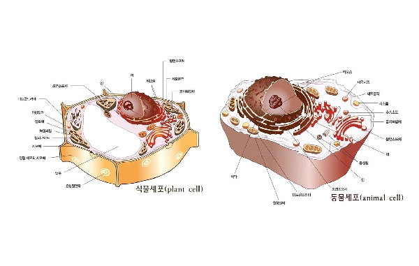 진핵세포 대표이미지