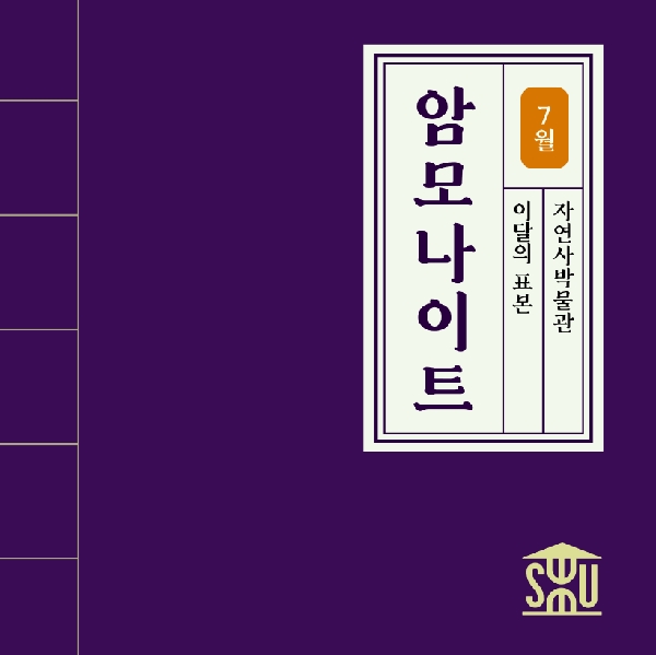 7월 자연사 표본_암모나이트 대표이미지