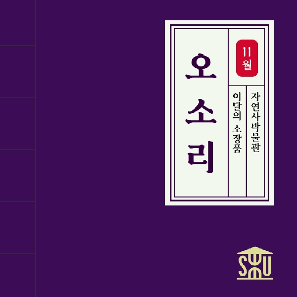 11월 자연사 표본_오소리 대표이미지