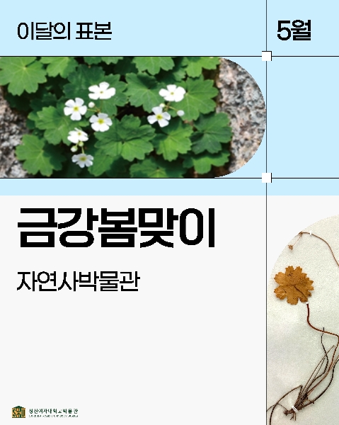 5월 자연사 표본_금강봄맞이 대표이미지