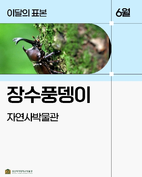 6월 자연사 표본_장수풍뎅이 대표이미지