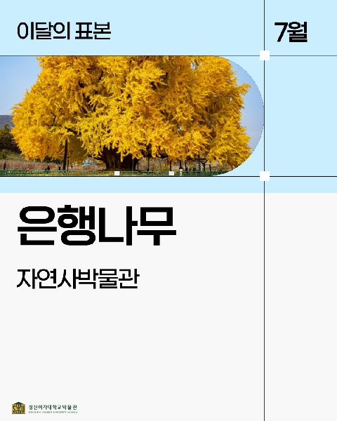 7월 자연사 표본_은행나무 대표이미지