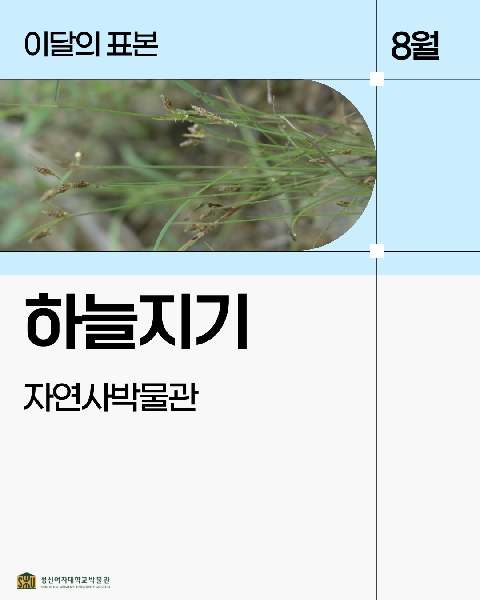 8월 자연사 표본_하늘지기 대표이미지