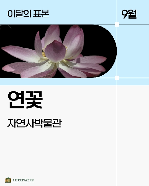 9월 자연사 표본_연꽃 대표이미지
