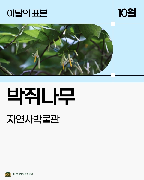 10월 자연사 표본_박쥐나무 대표이미지