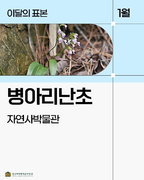 1월 자연사 표본_병아리난초 대표이미지