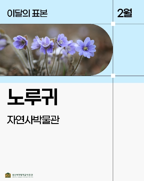 2월 자연사 표본_노루귀 대표이미지