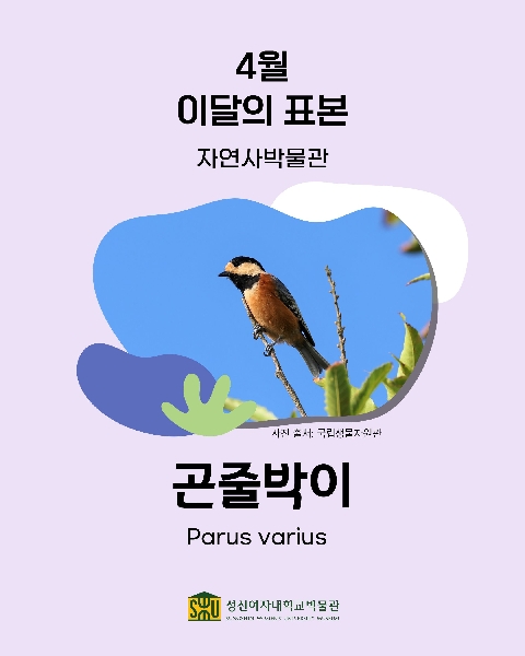 4월 자연사 표본_곤줄박이 대표이미지