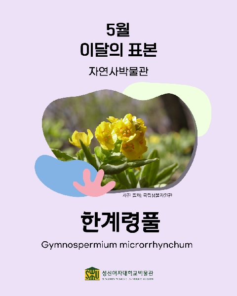 5월 자연사 표본_한계령풀 대표이미지