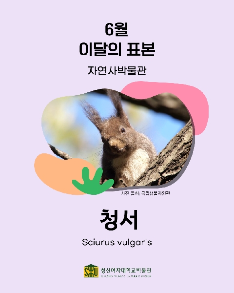 6월 자연사 표본_청서 대표이미지