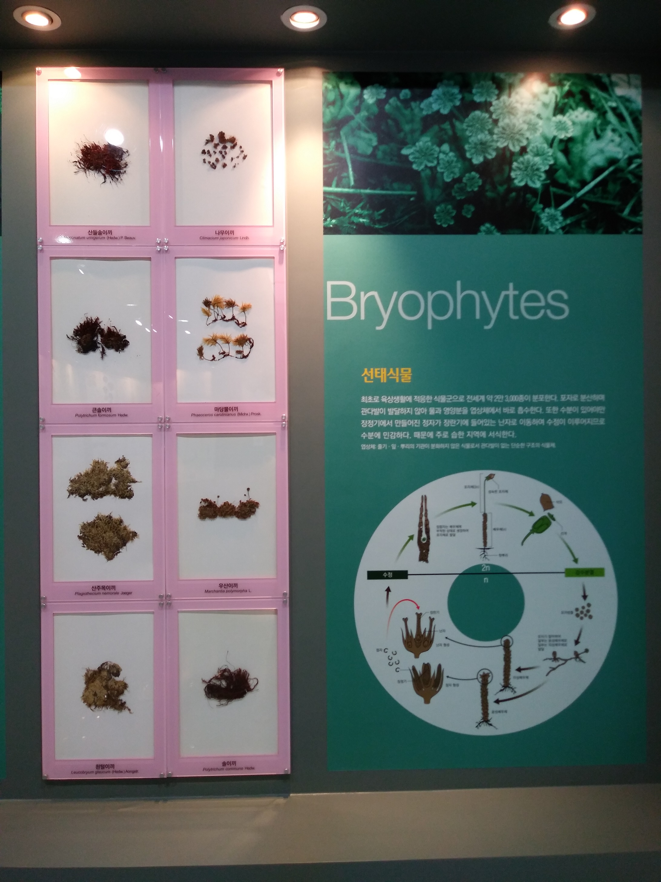 선태식물 Bryophytes