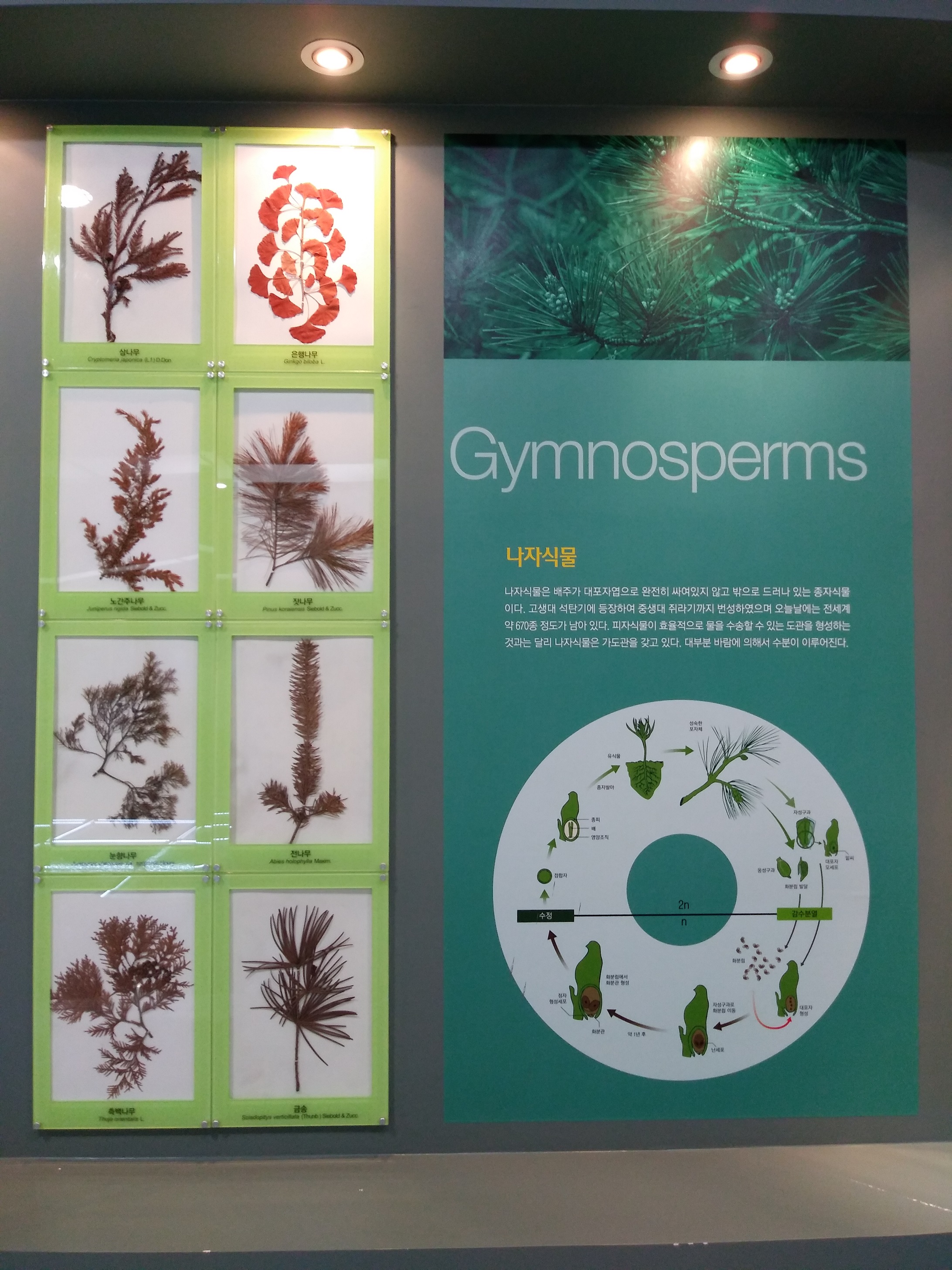 나자식물 Gymnosperms