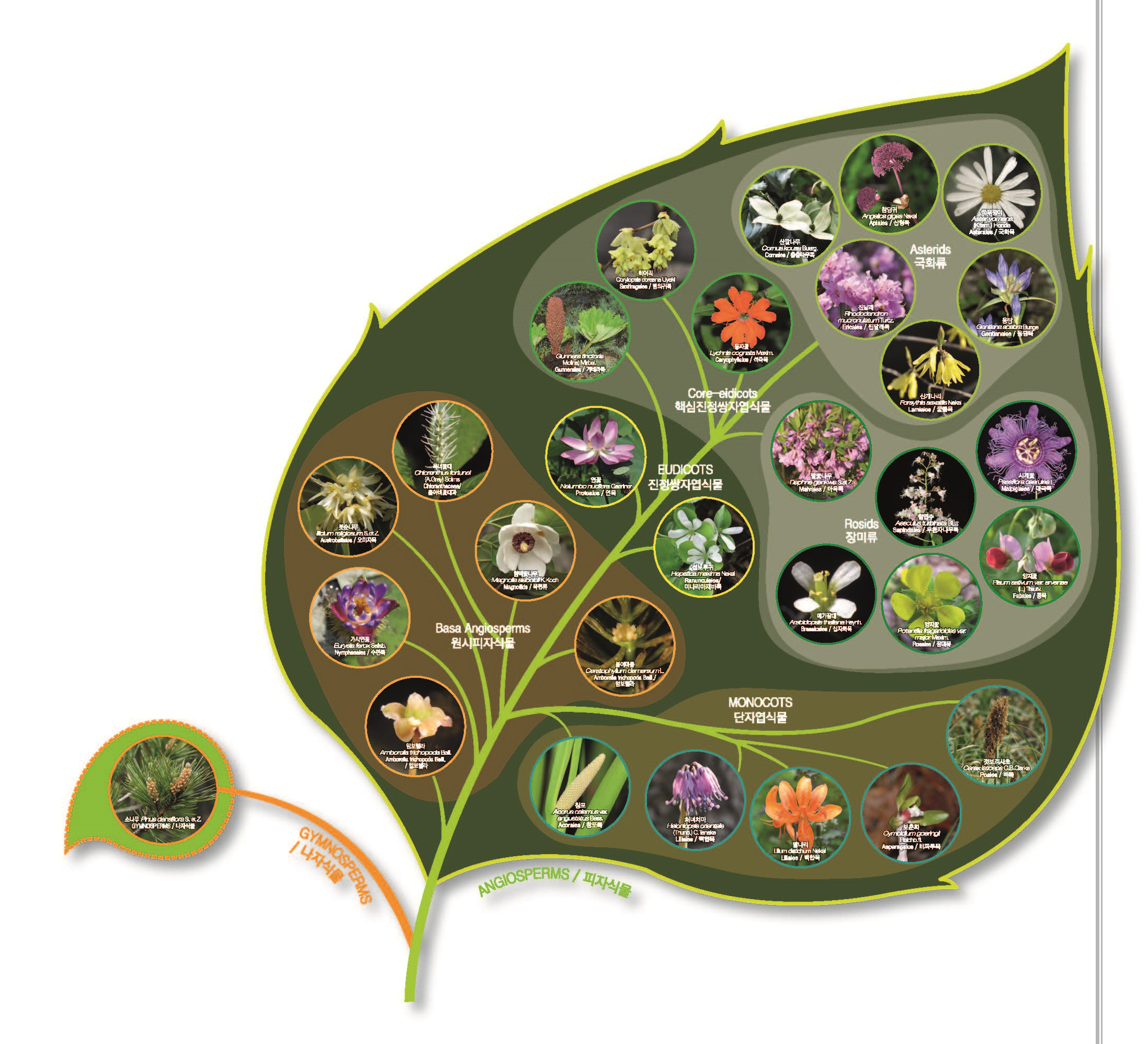 피자식물의 계통 Phylogeny of Angiosperms